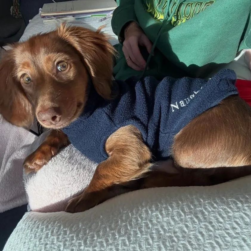 Christmas Dachshund Fleece Jumper